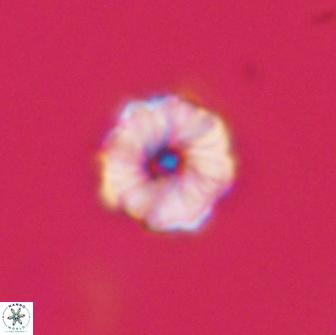 Hypsiteicholithus polymerus 66635