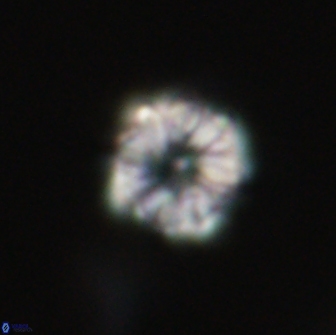 Hypsiteicholithus polymerus 66636