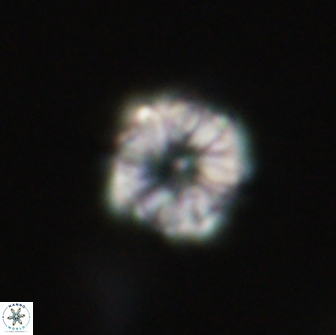 Hypsiteicholithus polymerus 66636