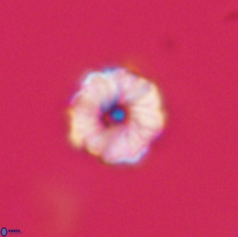 Hypsiteicholithus polymerus 66638