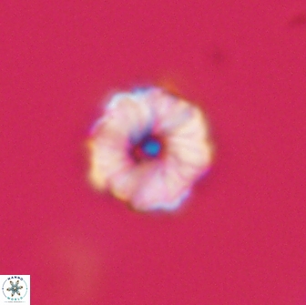 Hypsiteicholithus polymerus 66638