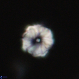Hypsiteicholithus polymerus 66639