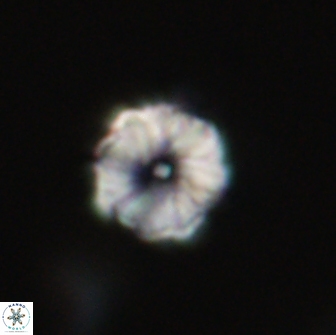 Hypsiteicholithus polymerus 66639