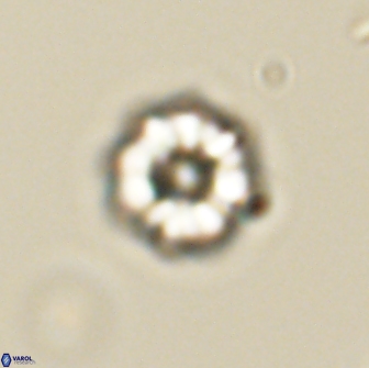 Hypsiteicholithus polymerus 66640