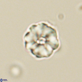 Hypsiteicholithus polymerus 66641