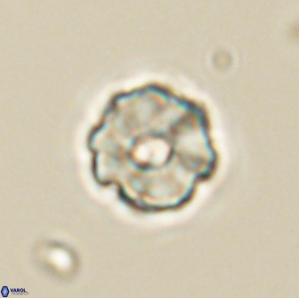 Hypsiteicholithus polymerus 66642