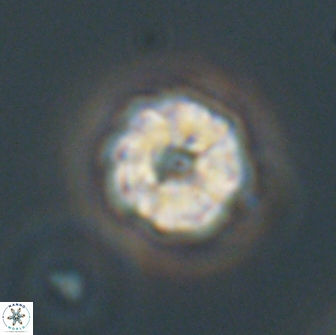 Hypsiteicholithus polymerus 66643