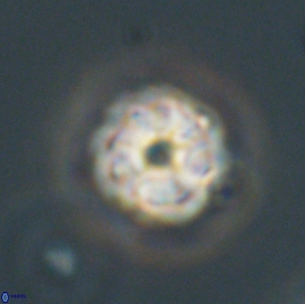Hypsiteicholithus polymerus 66644