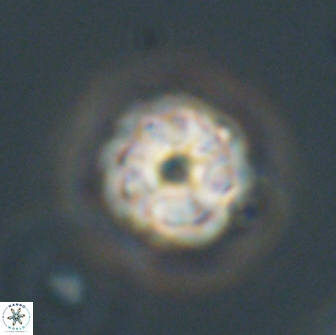 Hypsiteicholithus polymerus 66644