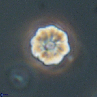 Hypsiteicholithus polymerus 66645