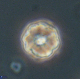 Hypsiteicholithus polymerus 66646