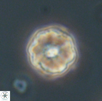 Hypsiteicholithus polymerus 66646