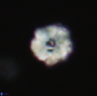 Hypsiteicholithus polymerus 66647