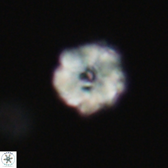 Hypsiteicholithus polymerus 66647