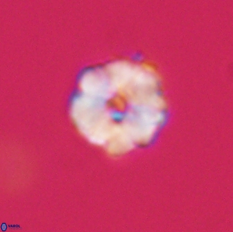 Hypsiteicholithus polymerus 66648