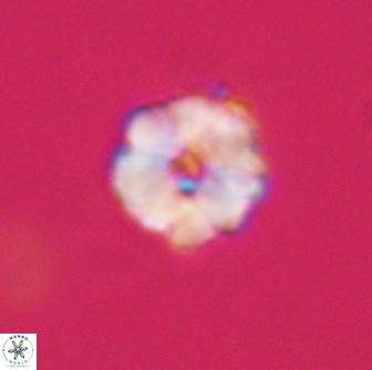 Hypsiteicholithus polymerus 66648