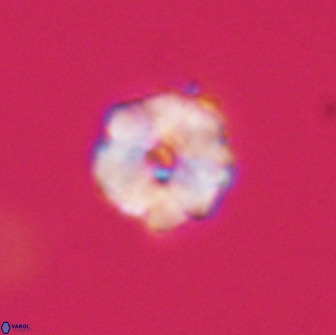 Hypsiteicholithus polymerus 66649