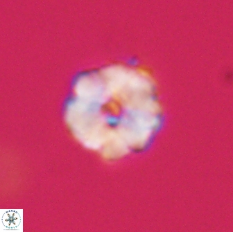 Hypsiteicholithus polymerus 66649