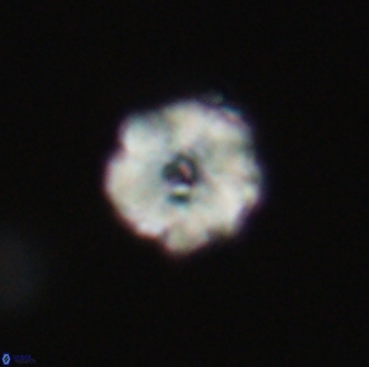Hypsiteicholithus polymerus 66650