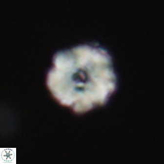 Hypsiteicholithus polymerus 66650