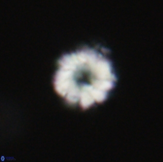 Hypsiteicholithus polymerus 66651