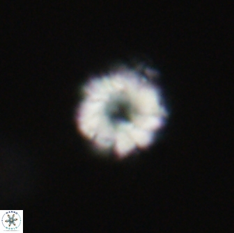 Hypsiteicholithus polymerus 66651
