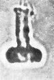 Isocrystallithus compactus 39438