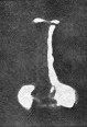 Isocrystallithus compactus 39438