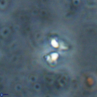 Ilselithina fusa VR 028740