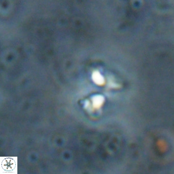 Ilselithina fusa VR 028740