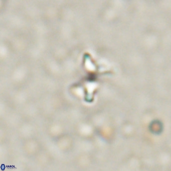 Ilselithina fusa VR 028741