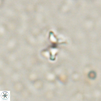Ilselithina fusa VR 028741