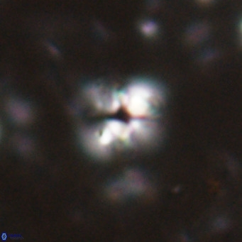 Ilselithina fusa VR 028742