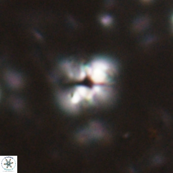 Ilselithina fusa VR 028742