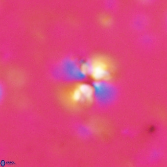 Ilselithina fusa VR 028743