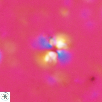 Ilselithina fusa VR 028743