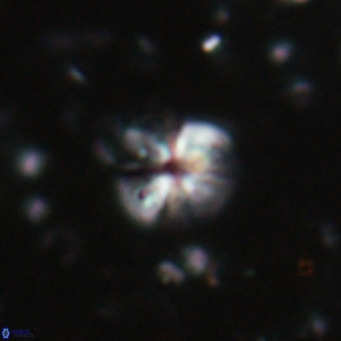 Ilselithina fusa VR 028746