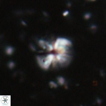 Ilselithina fusa VR 028746