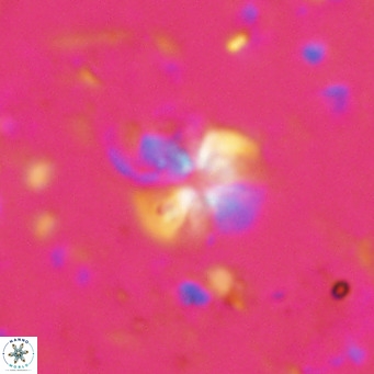 Ilselithina fusa VR 028747