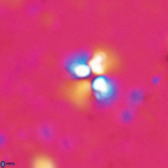 Ilselithina fusa VR 028729