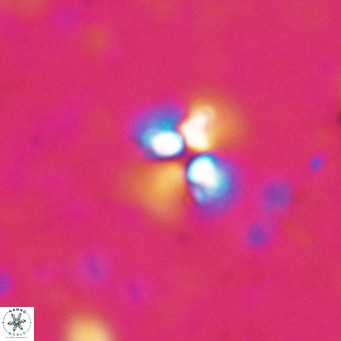 Ilselithina fusa VR 028729