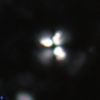 Ilselithina fusa VR 028730