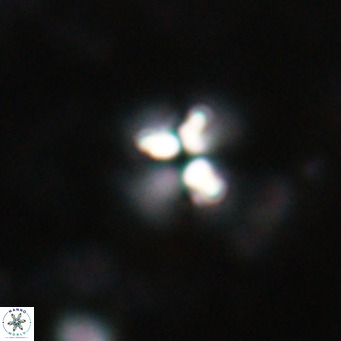 Ilselithina fusa VR 028730