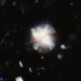Ilselithina fusa VR 028731