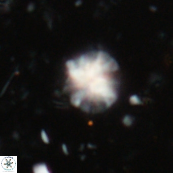 Ilselithina fusa VR 028731