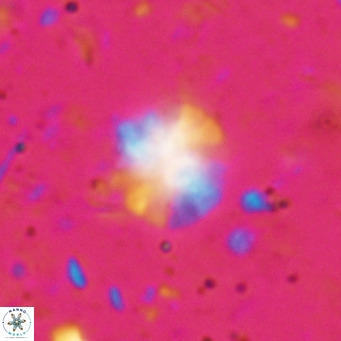 Ilselithina fusa VR 028732