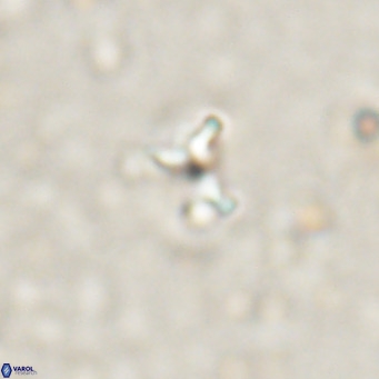 Ilselithina fusa VR 028733