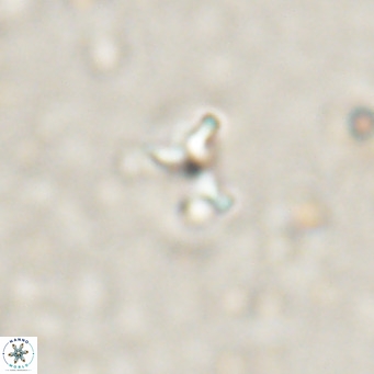 Ilselithina fusa VR 028733