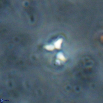 Ilselithina fusa VR 028734