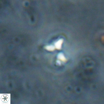Ilselithina fusa VR 028734
